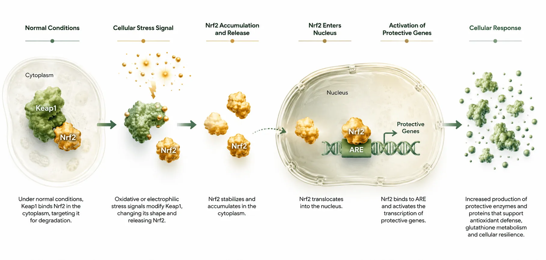 Educational diagram showing Keap1 regulation, Nrf2 entering the nucleus and activating antioxidant response genes.